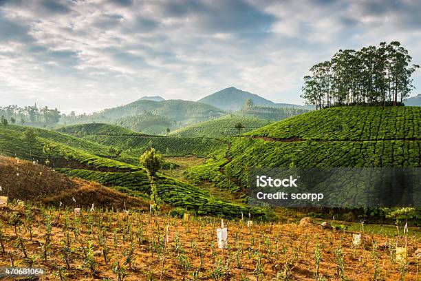 Tea Plantations Stock Photo - Download Image Now - 2015, Agricultural Field, Agriculture