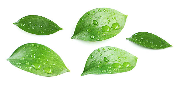 istock Beautiful green leave isolated on white 470681418