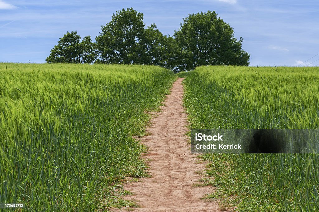 Sommer-Szene mit Feld und Bäume - Lizenzfrei Anhöhe Stock-Foto