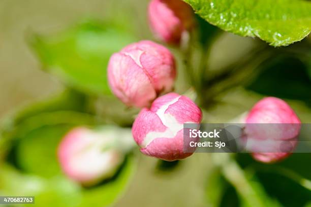 Photo libre de droit de Fleur De Pommier banque d'images et plus d'images libres de droit de Arbre - Arbre, Arbre en fleurs, Arbre fruitier