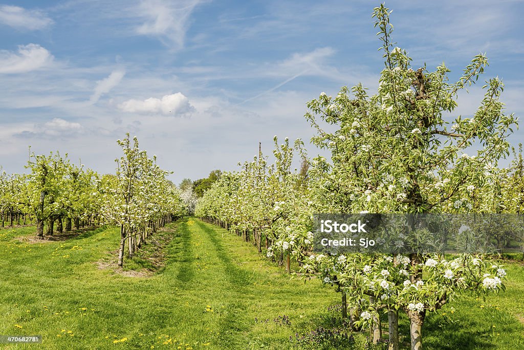 Apple Orchard - Photo de Arbre libre de droits