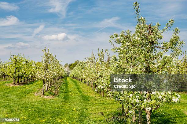 Photo libre de droit de Apple Orchard banque d'images et plus d'images libres de droit de Arbre - Arbre, Arbre en fleurs, Arbre fruitier
