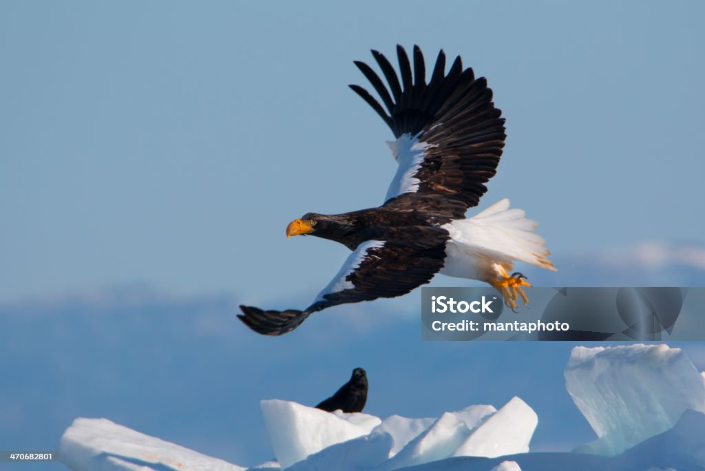 Steller's Sea Eagle Steller's Sea Eagle, Hokkaido, Japan Animal Stock Photo