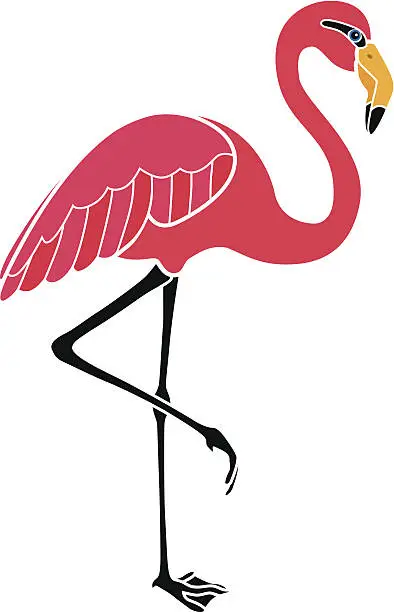 Vector illustration of flamingo in color