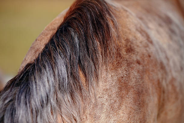 istock Mane of a horse. 470685050
