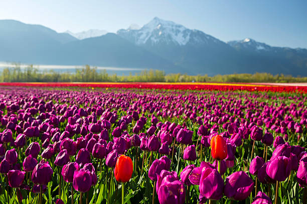 istock Cultivated Tulip Field Fraser Valley British Columbia 470685102
