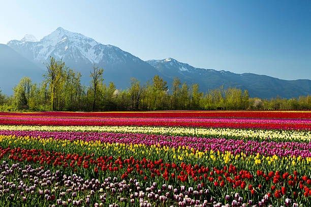 Champ de tulipes de la vallée de Fraser cultivée en Colombie-Britannique - Photo