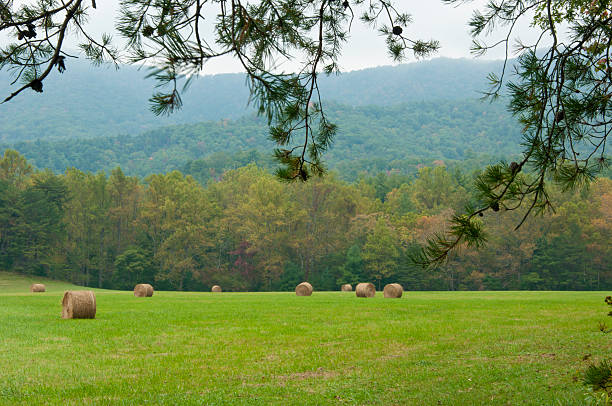 istock Hay fields framed with tree limbs in Cades Cove. 470685180