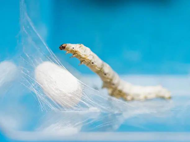 Close up of silk worm and cocoon.