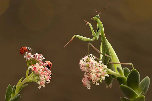 Photo of mantis and ladybugs