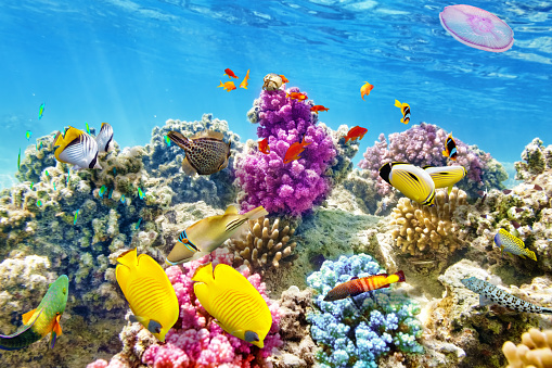 Colorful Coral Reef Teeming with Exotic Fish. Lively and colorful coral reef in a vibrant underwater world. Diverse array of tropical fish swimming freely in their aquatic environment, creating a mesmerizing scene for nature and animal enthusiasts alike.