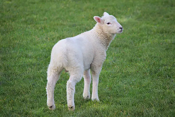 Photo showing a newborn white lamb frolicking in a field, walking away and looking backwards at the camera.  This cuddly baby sheep is the epitome of cuteness, with its clean fluffy wool and miniature features.