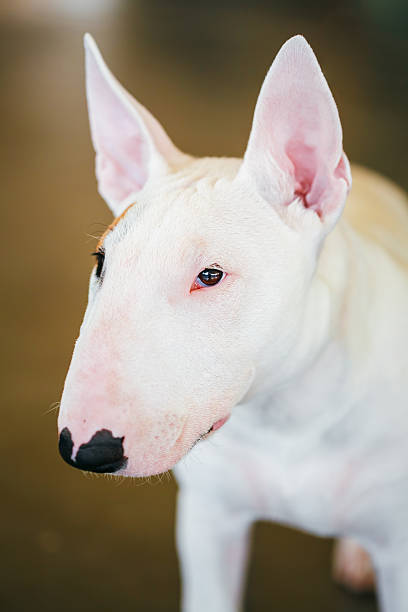 istock Close Up Pet White Bullterrier Dog 470686220