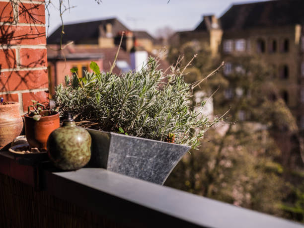Plants and flowers growing in baskets on a balcony