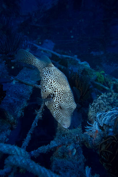istock Map Puffer (Arothron Mappa), Sealife in Sipadan, Malaysia 470688956