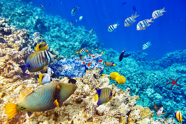 Underwater world with corals and tropical fish. stock photo