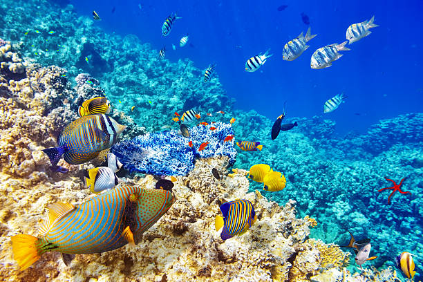 Underwater world with corals and tropical fish. Wonderful and beautiful underwater world with corals and tropical fish. indian ocean stock pictures, royalty-free photos & images