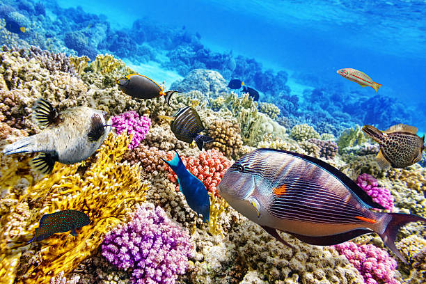 istock Underwater world with corals and tropical fish. 470690386