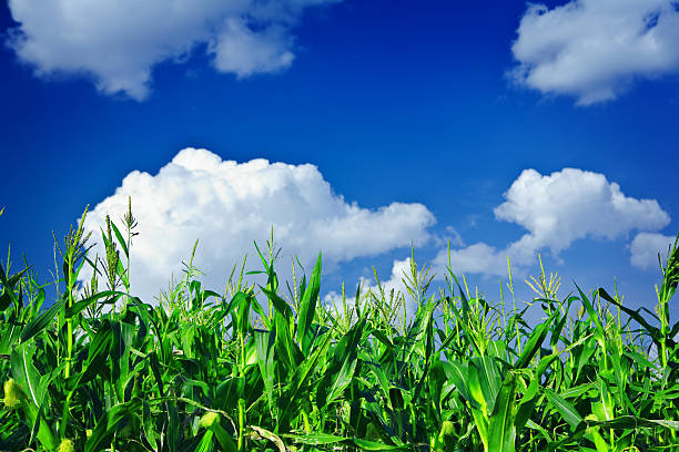 istock plants of green corn on the sky 470690494