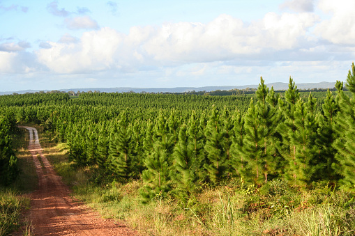 View across pine forest plantation Queensland Australia.