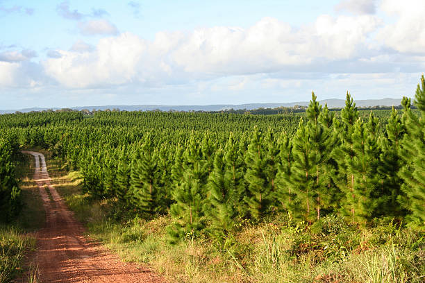 Pine forest plantation stock photo