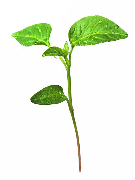 istock Green sprouts growing from seeds. Pepper 470692104
