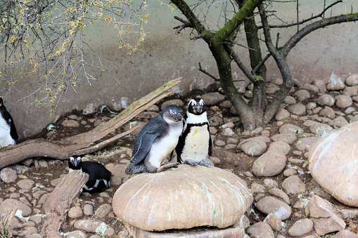 Penguins basking in warm spring sunshine at Bristol Zoo