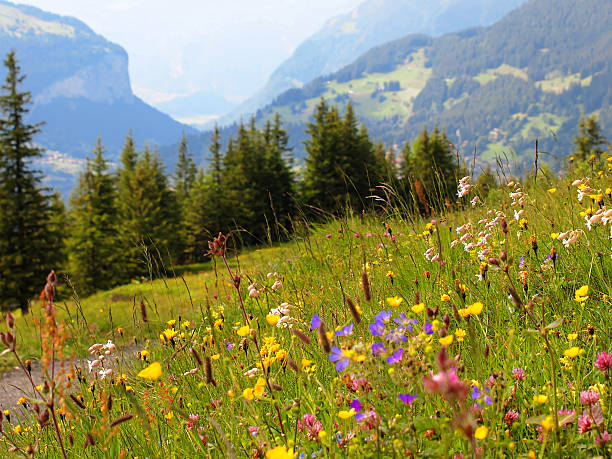 istock Beautiful meadow in the Alps 470692468