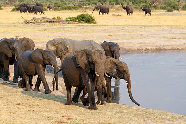 istock herd of African elephants drinking at a muddy waterhole 470695874