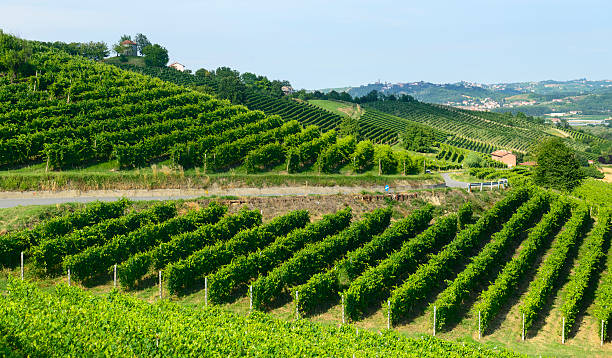 istock Summer landscape in Monferrato (Italy) 470696224