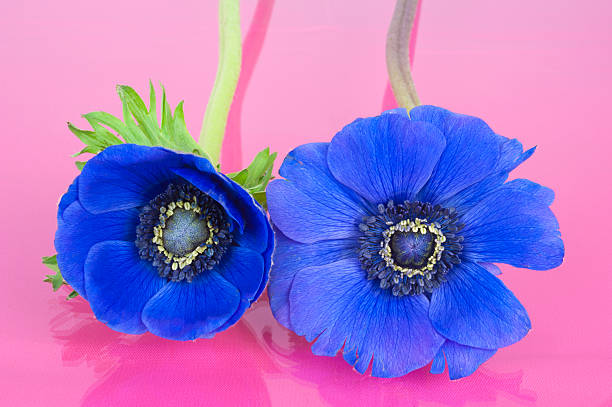 istock Two blue Anemones on a pink background 470697975