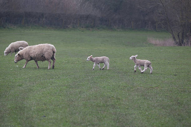 Lamb following mum Lamb following mum meek as a lamb stock pictures, royalty-free photos & images