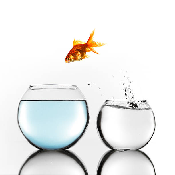 istock Gold fish jumping to bigger bowl 470701092