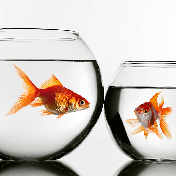 istock Two gold fish in aquariums 470701094