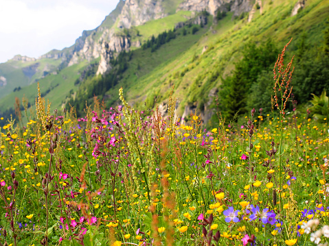 Beautiful meadow in the Alps