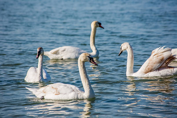 istock Swans and seagulls on the sea 470702676