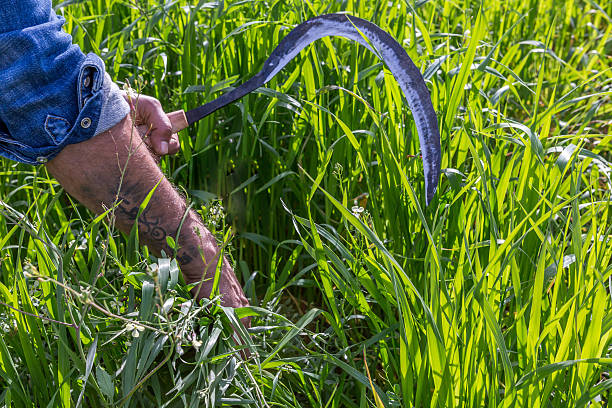 Kırşehir, Turkey - July 24, 2021: Unidentified Turkish people who is farm worker wearing traditional clothes in steppe with a small tractor in kırşehir turkey. They are harvesting the lentil on field in summer time.