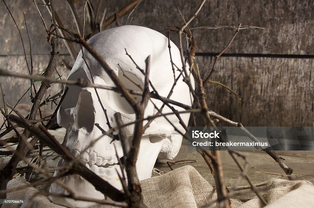 Skull and branches. White human skull laying on a piece of cloth and wooden old table with branches. 2015 Stock Photo