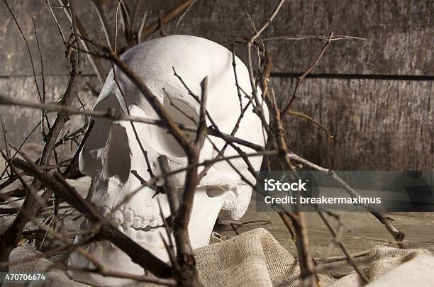 Skull And Branches Stock Photo - Download Image Now - 2015, Anatomy, Black Color