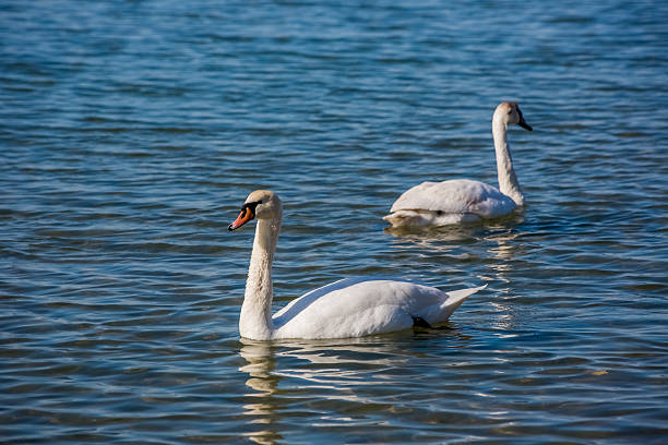 istock Swans and seagulls on the sea 470706834