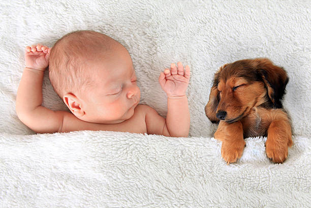 Sleeping baby and puppy Newborn baby and a dachshund puppy sleeping together. newborn animal stock pictures, royalty-free photos & images
