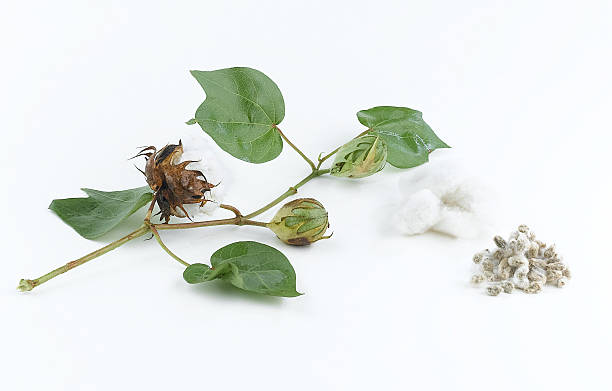 Cotton plant and seed Cotton plant and seed on white background weaverbird photos stock pictures, royalty-free photos & images