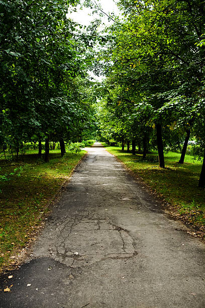 istock Green avenue in park 470708058