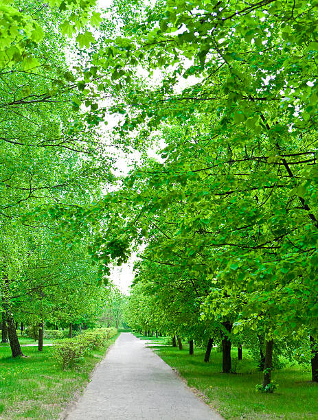 istock Green avenue in park 470708060