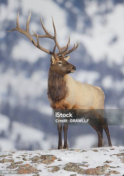 Bull Elk In Winter Stock Photo - Download Image Now - Bull - Animal, Deer Family, Elk