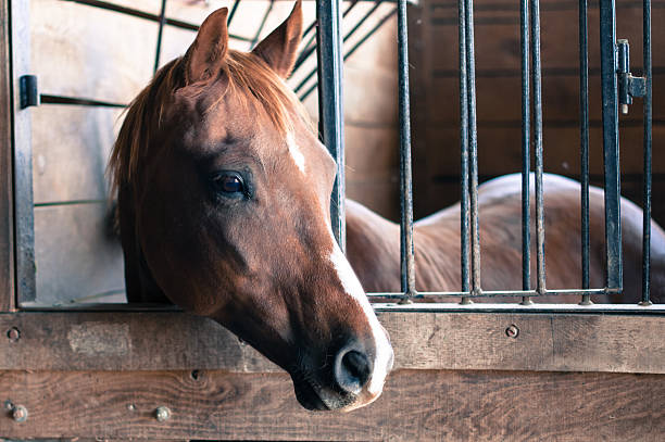 istock Chestnut Horse In Stall 470715132