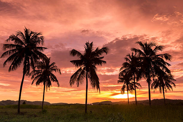 Red sunset in a tropical country with coconut palm trees in a field as the main backdrop. The dramatic sky is red tinted to increase the effect of the sunset.