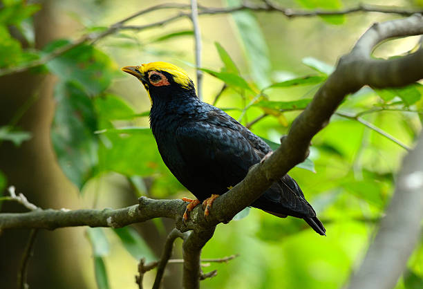 istock female Golden-crested Myna (Ampeliceps coronatus) 470720889