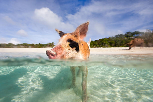 istock Swimming pigs of Exumas 470721663