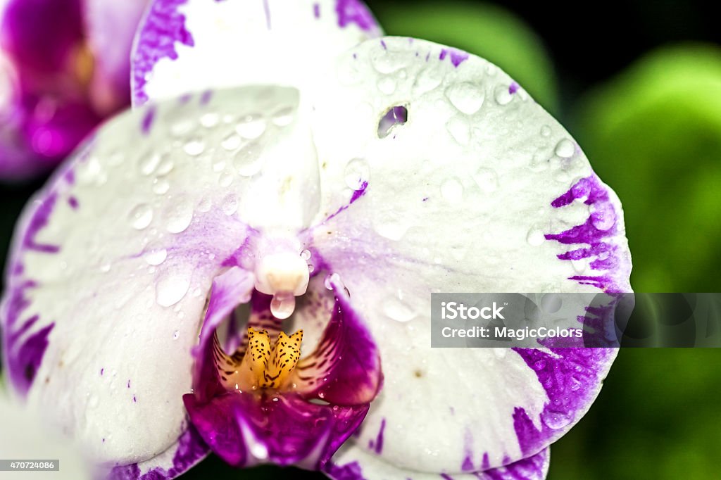 Tropical flower 2015 Stock Photo